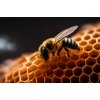 apis_plasma